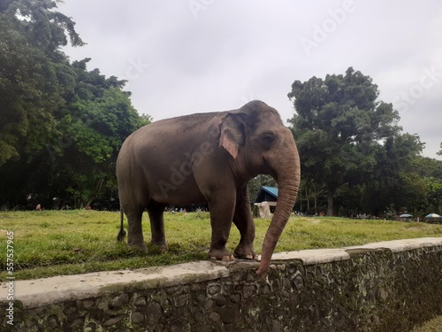 A Sumatran elephant who is in the area of       his enclosure walks entertainingly in front of visitors or tourists who witness it in the Ragunan Wildlife Park area.