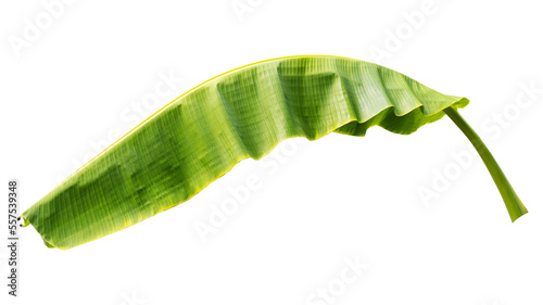Принти на полотні tropical banana leaf isolated on transperent background