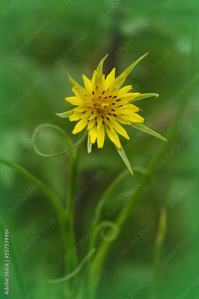 Closeup on a single yellow flower of meadow goat's-beard Tragopogon pratensis