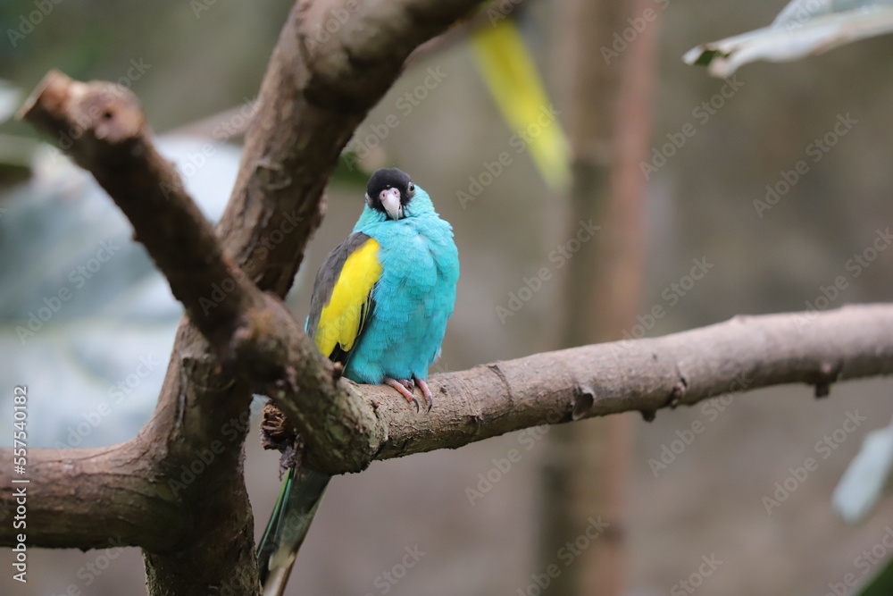 Cacatua tricolor // tricolor cockatoo