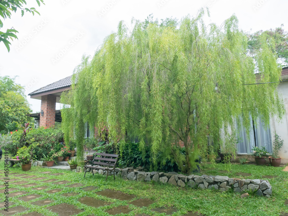 Weeping willow in the garden of the house becomes a quiet place to look and relax to rest