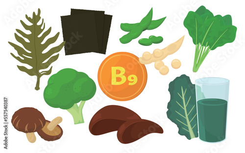 Vector illustration of food containing B9.