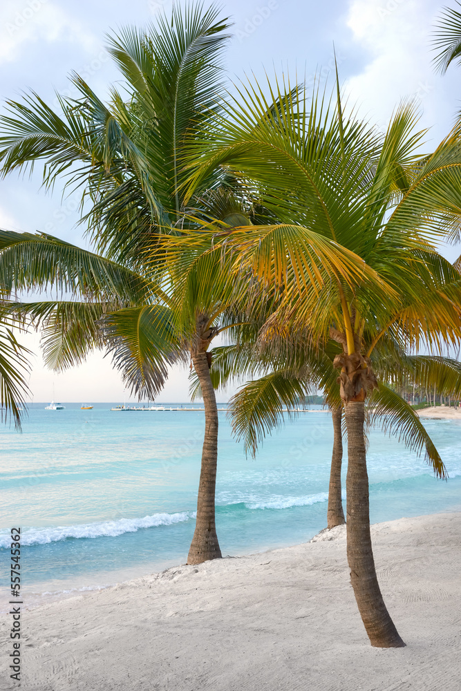 Coconut palm trees on a Caribbean beach.