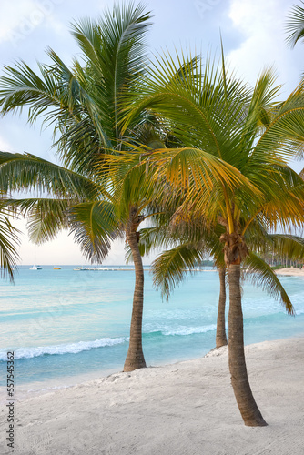 Fototapeta Naklejka Na Ścianę i Meble -  Coconut palm trees on a Caribbean beach.