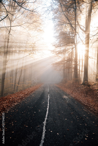 Asphalt road through a gold...