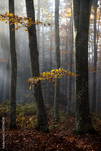 Autumn, Forest of beech Tre...