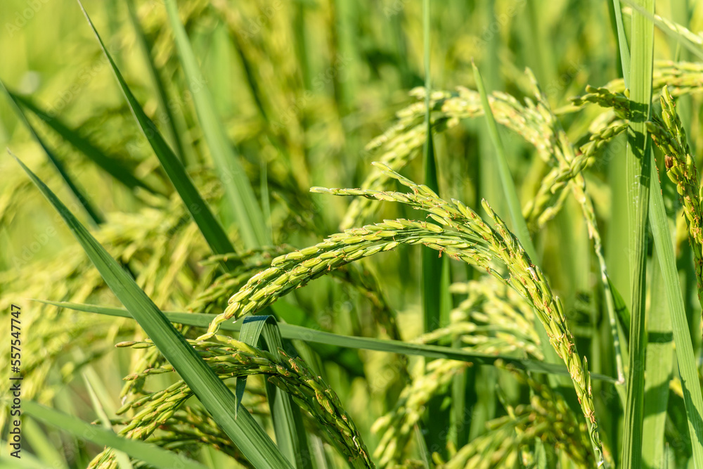 beautiful green and growing rice fields closeup beautiful green and growing rice fields closeup