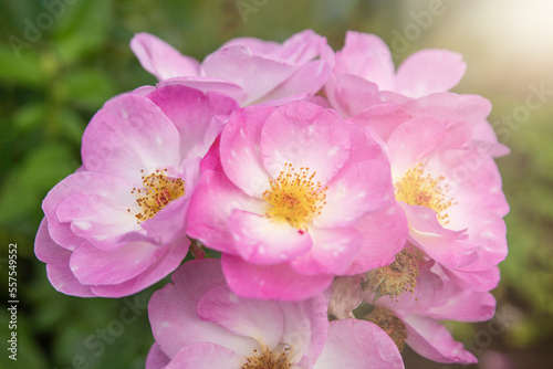 harkness rosa. Rose with small pink flat flowers with glow from the sunset
