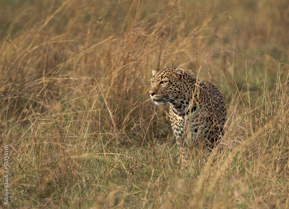 Closeup of a Leopard taken while walking in the grasses, Masai Mara. Closeup of a Leopard taken while walking in the grasses, Masai Mara.