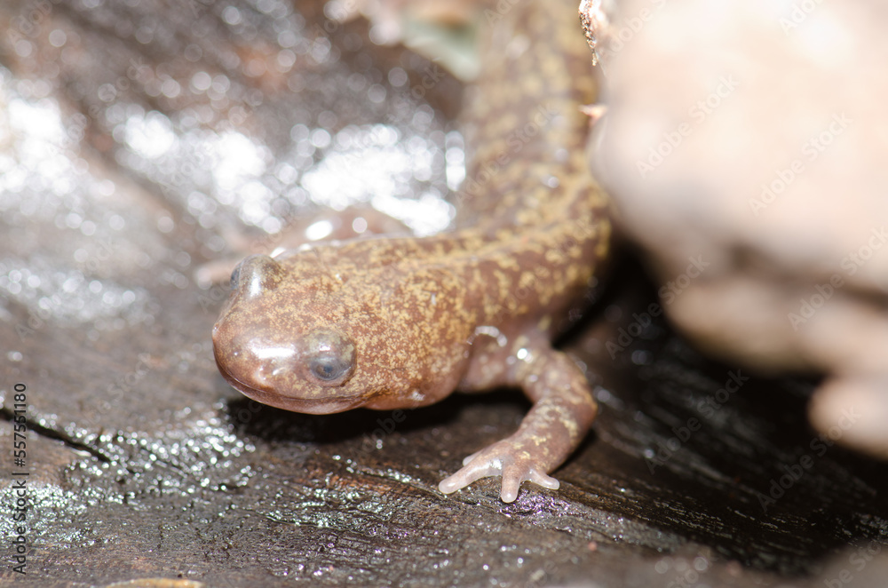 Obraz premium Ezo salamander Hynobius retardatus. Under controlled conditions. Shiretoko Peninsula. Nemuro Subprefecture, Hokkaido, Japan.
