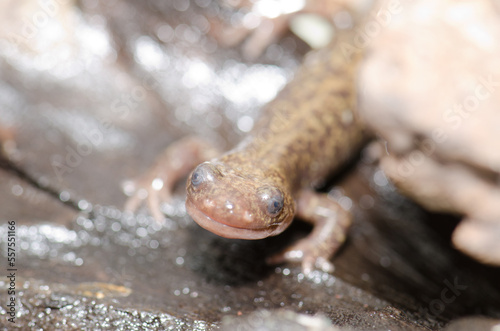 Ezo salamander Hynobius retardatus. Under controlled conditions. Shiretoko Peninsula. Nemuro Subprefecture, Hokkaido, Japan.