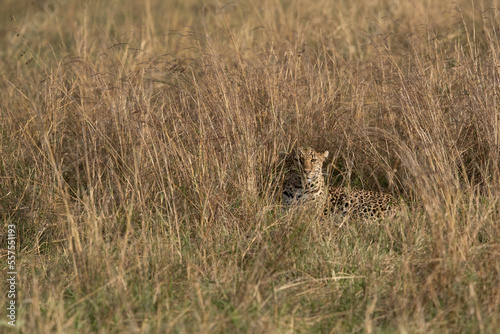 Leopard relaxing in tall grasses, Masai Mara.