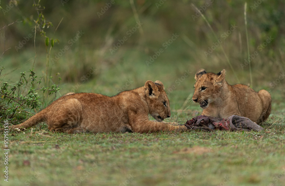 Lion cubs playing with a peace of buffalo kill at Masai Mara, Kenya Lion cubs playing with a peace of buffalo kill at Masai Mara, Kenya