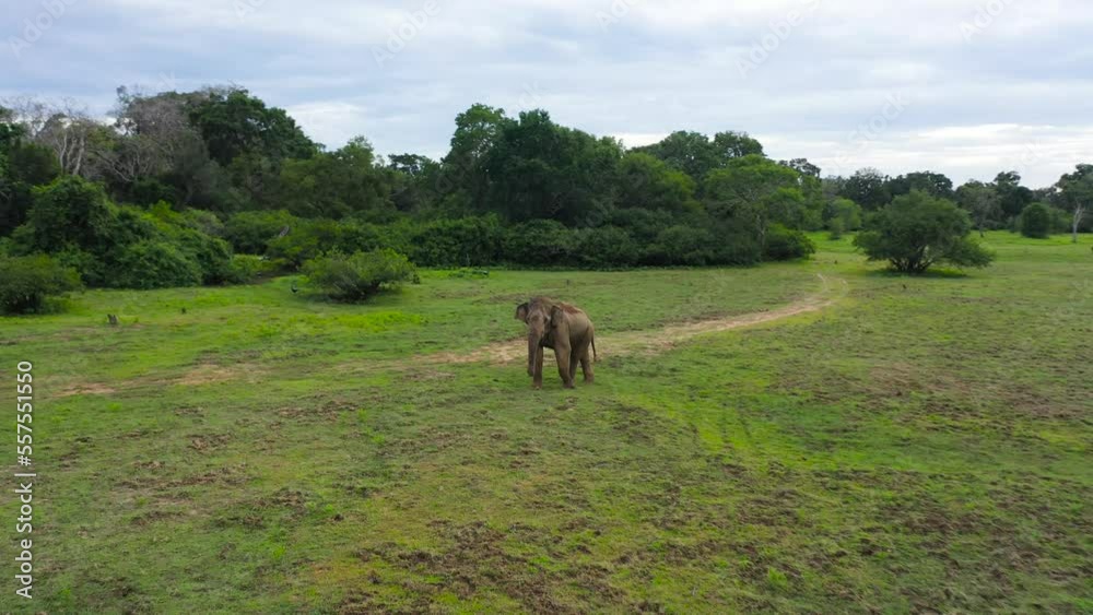 Sri Lankan elephant in the wild. Elephant in their natural habitat. Arugam Bay Sri Lanka. Sri Lankan elephant in the wild. Elephant in their natural habitat. Arugam Bay Sri Lanka.