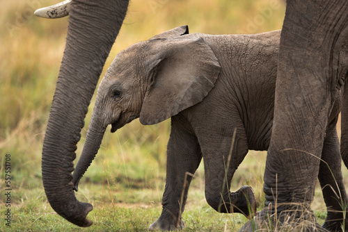 Selective focus on juvenile elephant walking with mother at Masai mara, Kenya