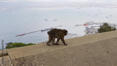 Typical Gibraltar monkey strolling along the rocks while being watched by a tourist woman.
