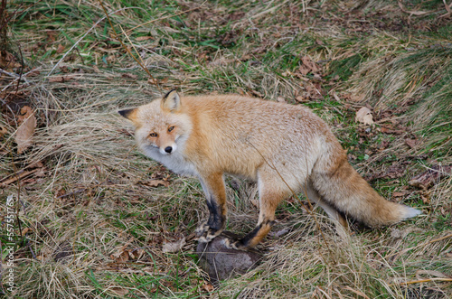 Ezo red fox Vulpes vulpes schrenckii. Utoro. Shiretoko Peninsula. Hokkaido. Japan. © Víctor