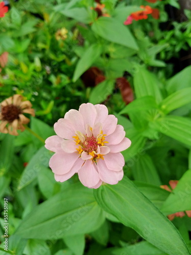pink and white flower blooms in the afternoon 