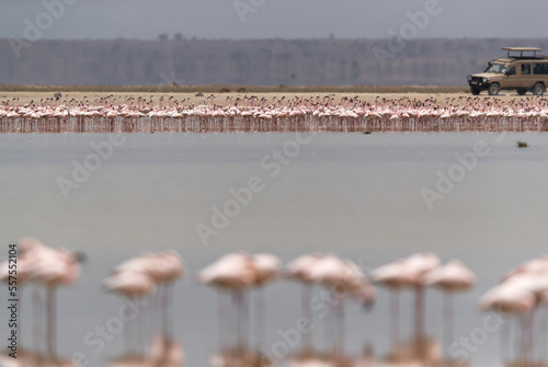 Tourists watching Lesser Flamingos at Amboseli national park, Kenya photo
