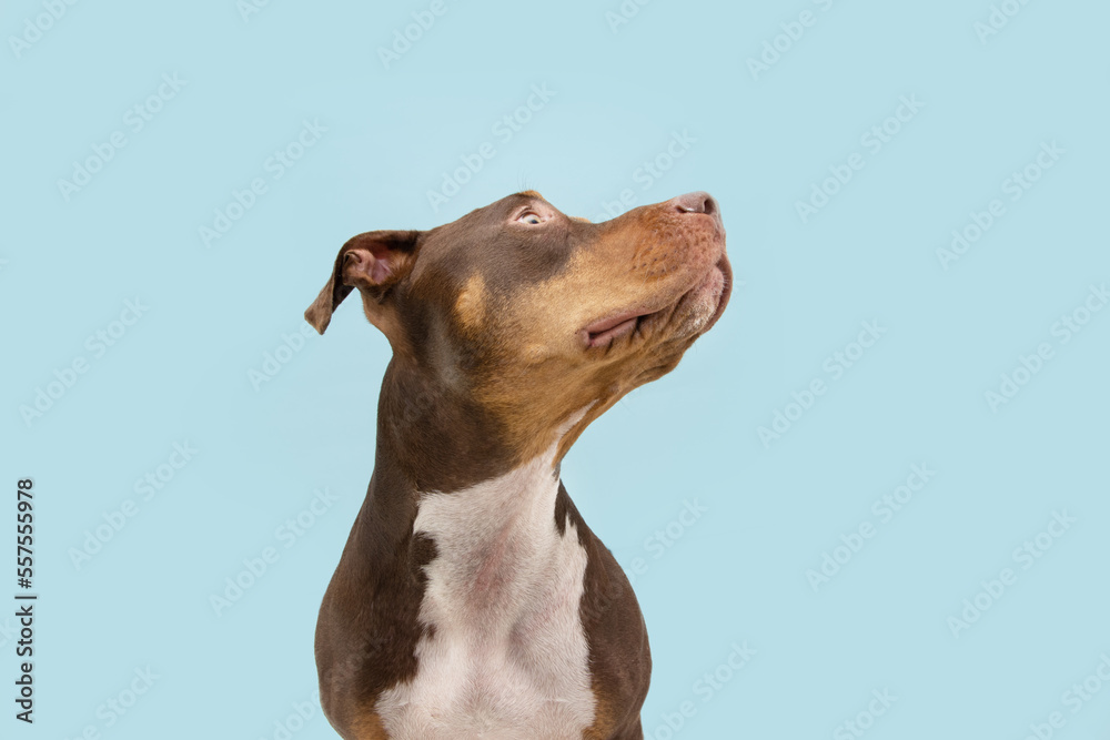 Portrait mixed-breed  American Staffordshire puppy dog looking away. Obedience concept. Isolated on blue pastel background