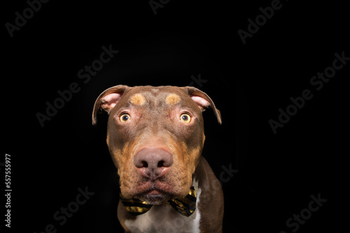 Portrait mixed-breed  American Staffordshire puppy dog celebrating new year or carnival. Isolated on black background
