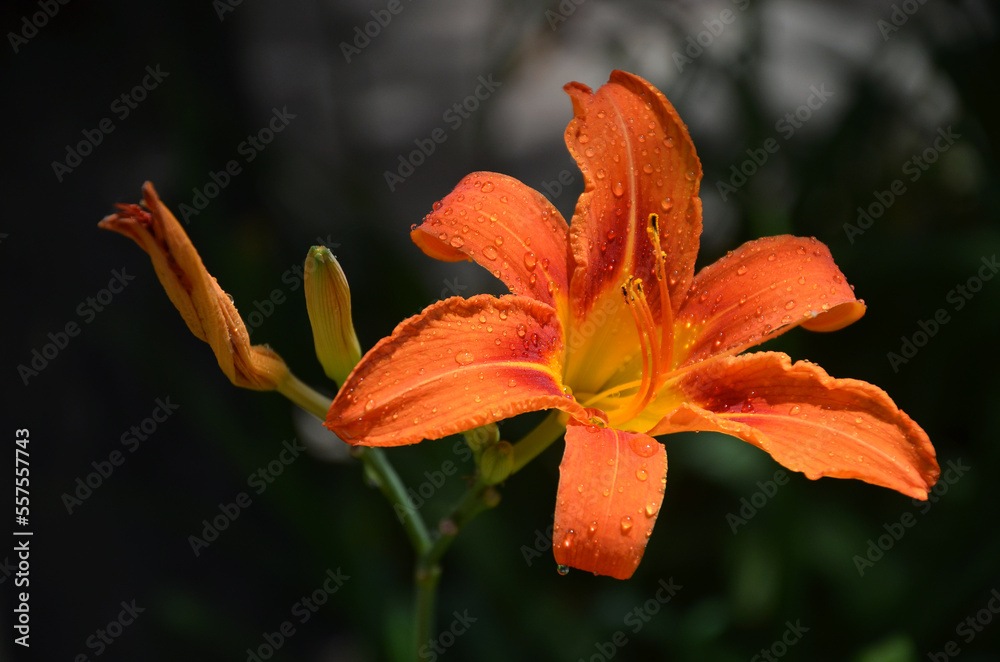 Obraz premium Orange Day Lily (Hemerocallis fulva) in waterdrops against natural dark background in the garden. Close up photo. Growing flower gardening concept.