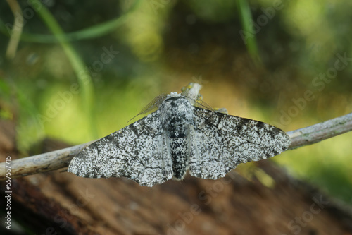 Closeup on the white version of the Peppered moth, Biston betularia photo