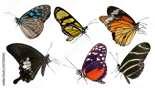 Fotografie, Obraz collection of butterflies