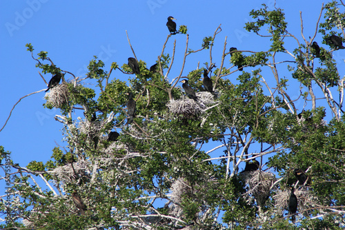 Cormorant Colony, Wolbenwerder Island, Krakower See, Germany
 photo