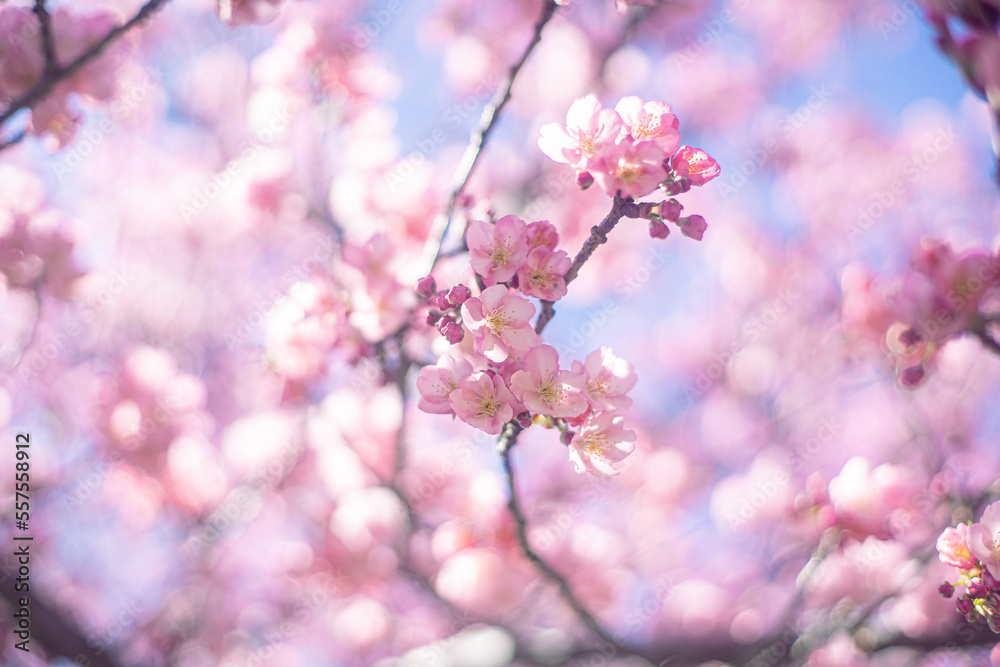Fototapeta premium 河津桜