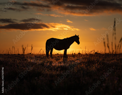 A New Forest pony in silhouette just after sunrise with orange sky and gently lit heather near Brockenhurst, Hampshire, UK © Andrew