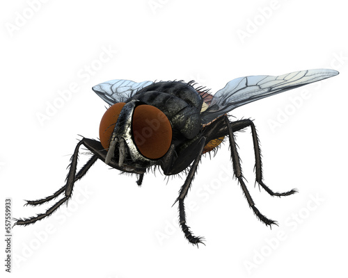 Fliege, png, Hintergrund transparent, makro, flügel, isoliert, haarig, stubenfliege, auge © Andre B.