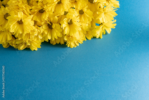 Yellow chrysanthemum flowers. Flower close-up. Floral flowers on blue background. Copy space.