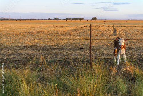 Fototapeta Naklejka Na Ścianę i Meble -  Solitary Polled Hereford breed calf in an field. Ample copy space