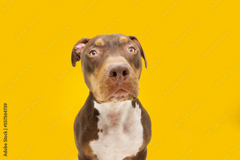 Portrait funny mixed-breed american bully dog. Isolated on yellow colored background