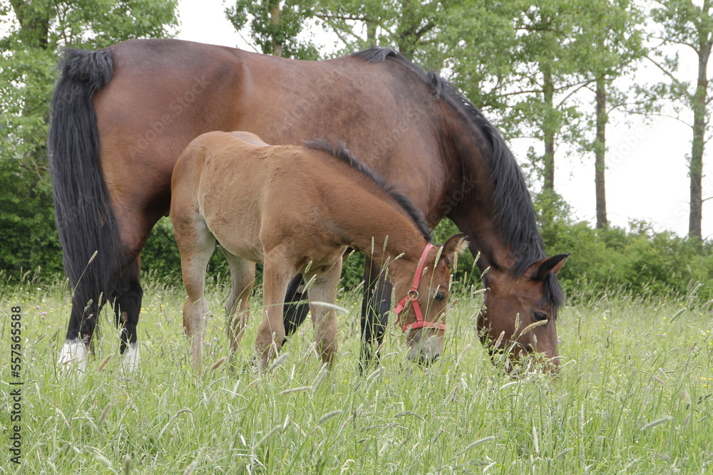 Fototapeta premium Braune Stute mit Fohlen auf der Weide. Thueringen, Deutschland, Europa -- Bay mare with foal on pasture. Thuringia, Germany, Europe 