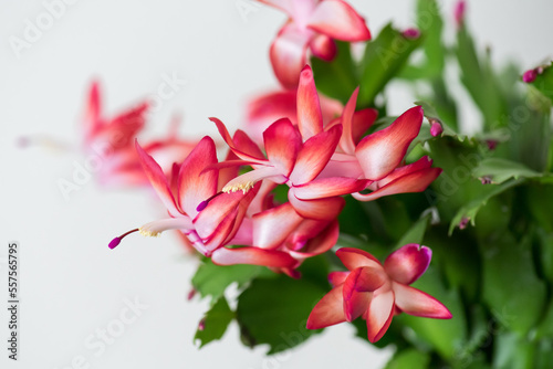 Close up on the Schlumbergera flower with red petals on the white background. photo