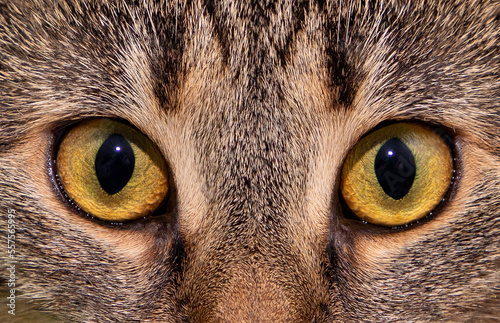 A close-up of a cat's eyes