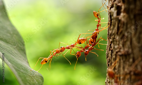 Ant bridge unity team, Ants help to carry food, Concept team work together. Red ants teamwork. unity of ants.