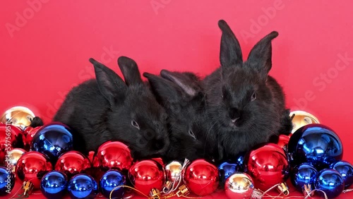 Three black rabbits sit among red, blue and white Christmas toy balls isolated on red background. Hare is the symbol for 2023 by the eastern calendar. New Year holiday gift. Colors of country flag. photo
