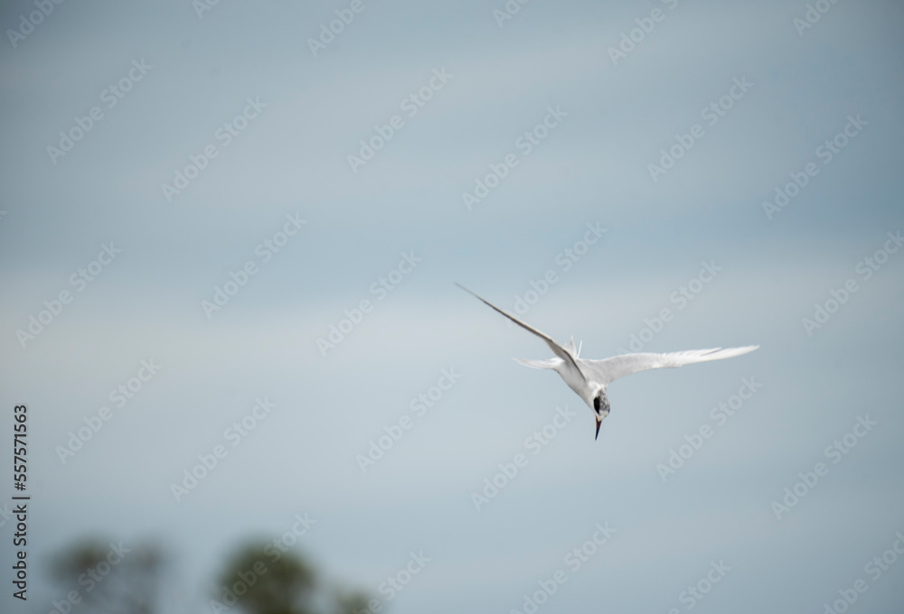 Forster's Tern