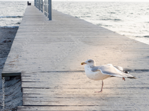 Möwen-Frühsport am Ostseestrand photo