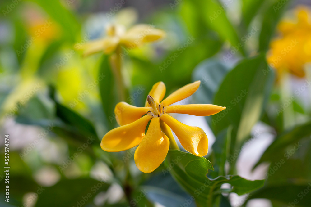 Fototapeta premium Yellow flower of Gardenia carinata Wallich, Kedah gardenia or Golden gardenia bloom on tree with sunlight in the garden on blur nature background.