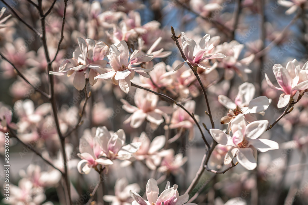 Blooming magnolia in spring against pastel bokeh blue sky and pink background, wide composition.