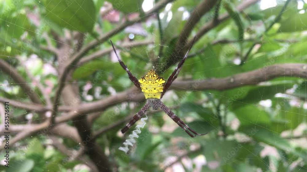 Anasuja, argiope or araneidae indian orb weaver in golden yellow color hanging in net with tree background. wild nature Anasuja, argiope or araneidae indian orb weaver in golden yellow color hanging in net with tree background. wild nature