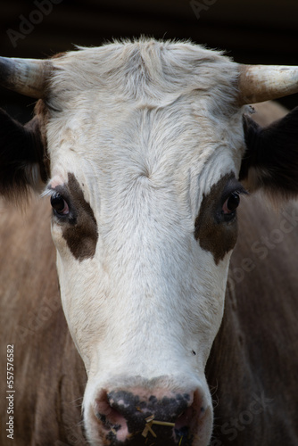 cow portrait