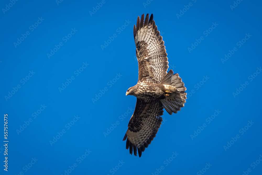 Fototapeta premium buzzard in flight