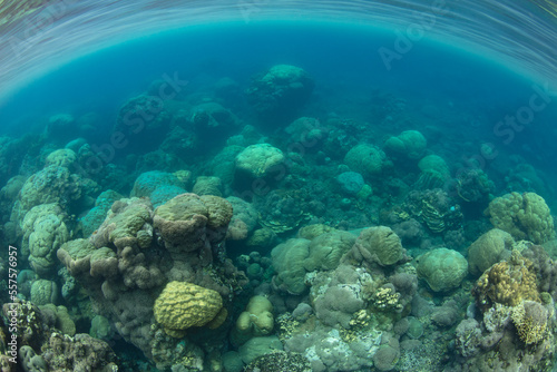 A coral reef composed almost entirely of boulder corals, Porites sp., grows in the Solomon Islands. This beautiful country is home to spectacular marine biodiversity and many historic WWII sites.