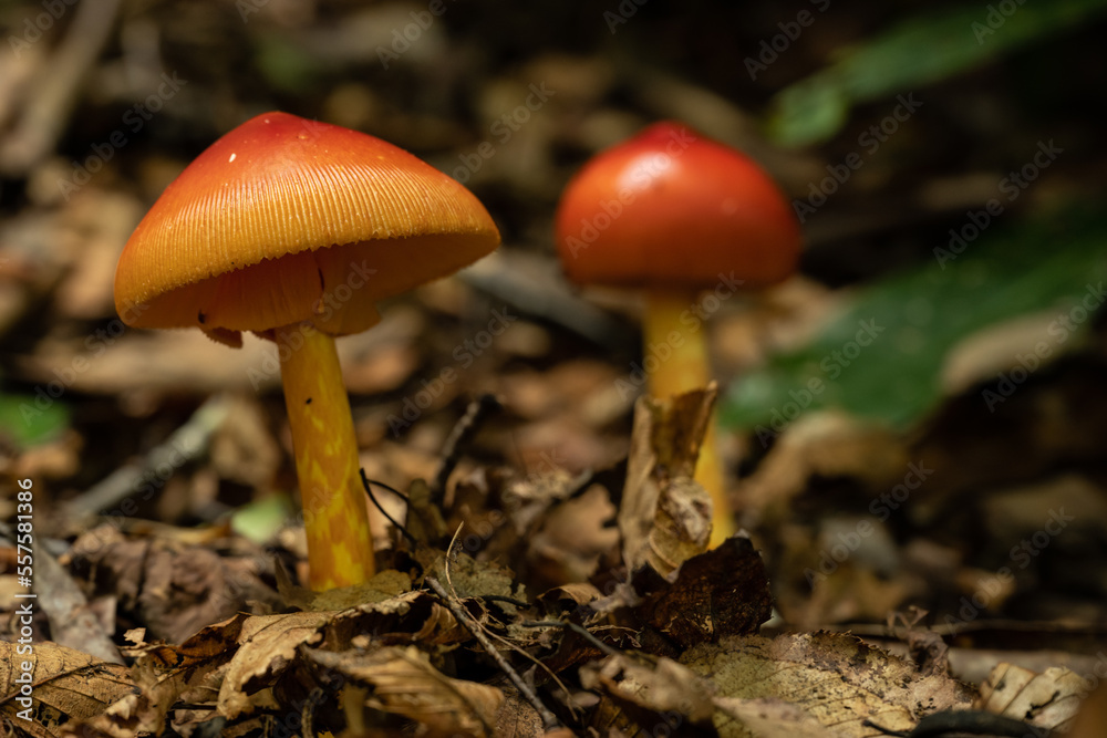 Small Red And Orange Mushroom Close Up Small Red And Orange Mushroom Close Up