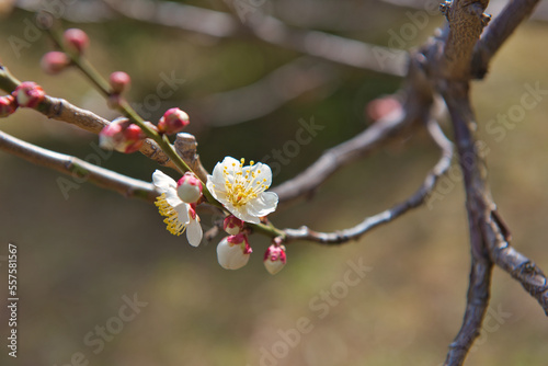plum flower bloom in January